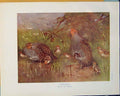 Original Old Antique Print Partridge Color Bird Birds Fine Art C1910 20th