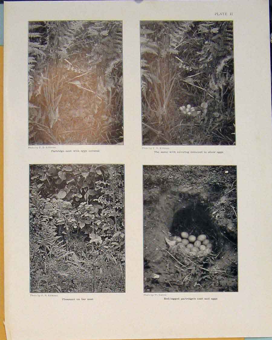 Original Old Antique Print Partridge Egg Pheasant Nest Bird Black White
