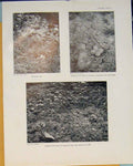 Original Old Antique Print Dotterel Nest Plover Ringed Egg Chick Birds Art