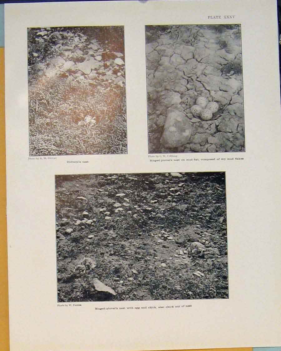 Original Old Antique Print Dotterel Nest Plover Ringed Egg Chick Birds Art