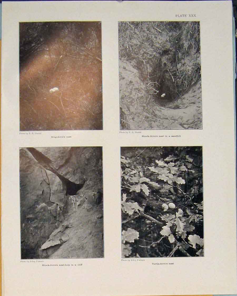 Original Old Antique Print Ring Dove Nest Turtle Bird Black White