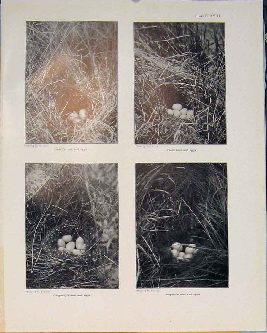 Original Old Antique Print Pintail Teal Garganey Wigeon Nest Egg Bird