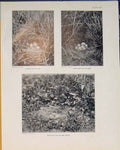 Old Antique Print Pochard Nest Egg Tufted Duck Elder Bird Black White Art