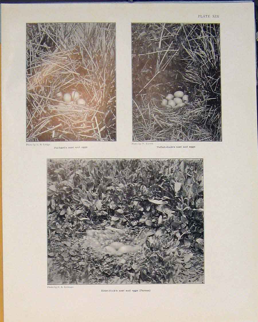 Old Antique Print Pochard Nest Egg Tufted Duck Elder Bird Black White Art