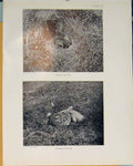Original Old Antique Print Greyhen Nest Ptarmigan Bird Black White