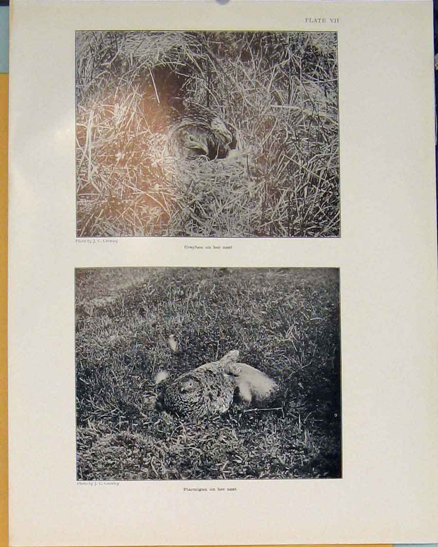 Original Old Antique Print Greyhen Nest Ptarmigan Bird Black White