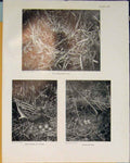 Original Old Antique Print Snipe Nest Woodcock Bird Black White 1910 20th