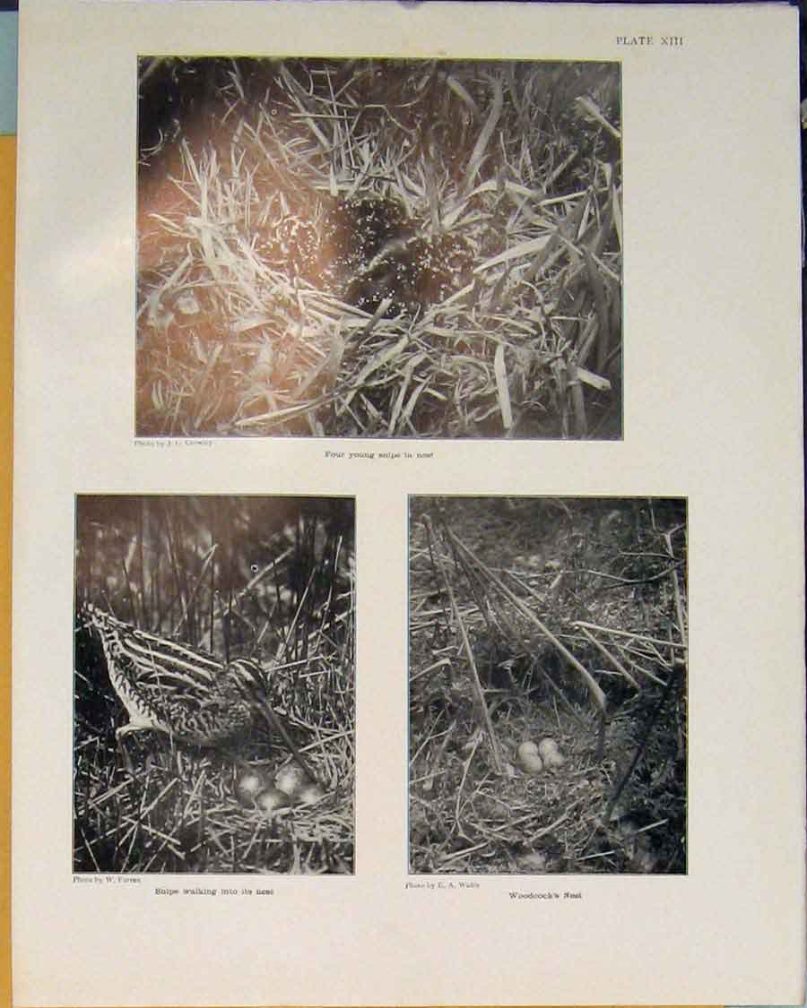Original Old Antique Print Snipe Nest Woodcock Bird Black White 1910 20th