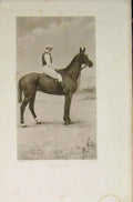 Original Old Antique Print Captain Collis Portrait Horse Riding Editorial Sport