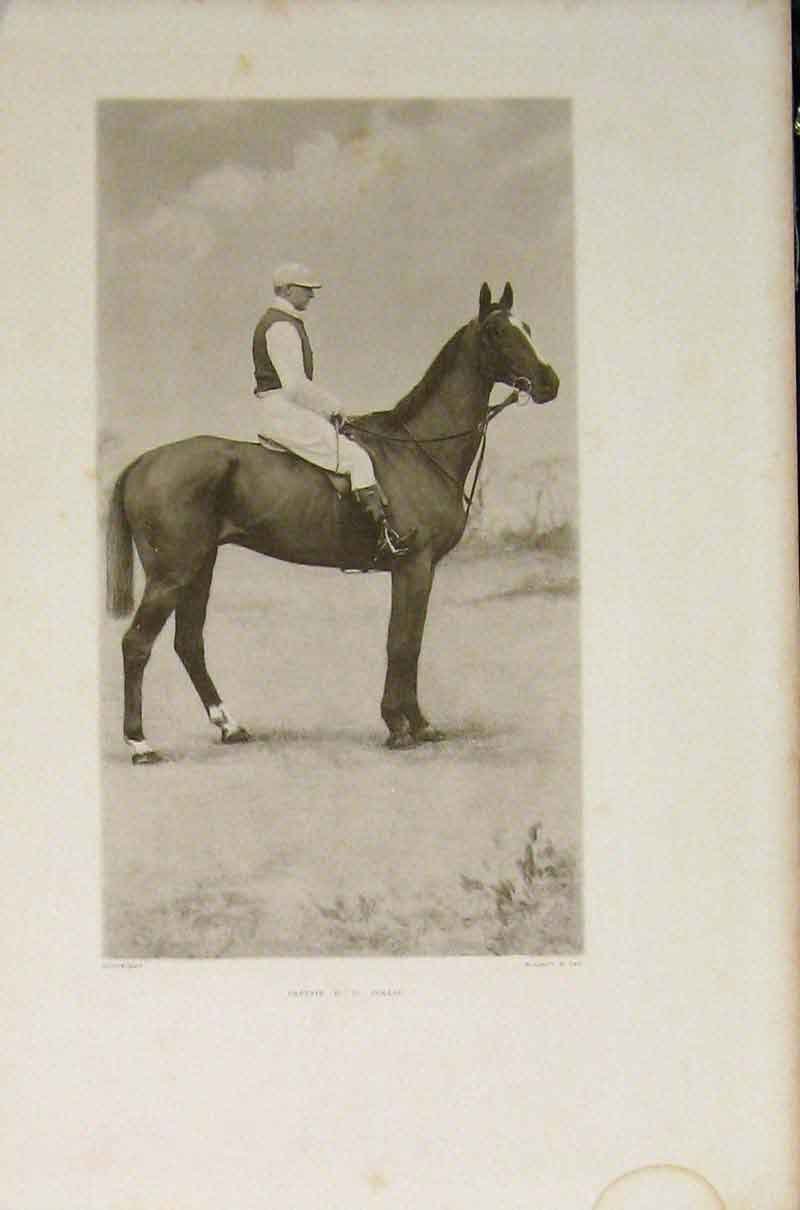 Original Old Antique Print Captain Collis Portrait Horse Riding Editorial Sport