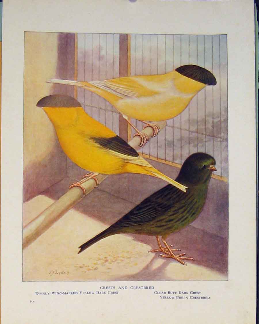 Original Old Antique Print Crests Crestbred British Brids Color Art