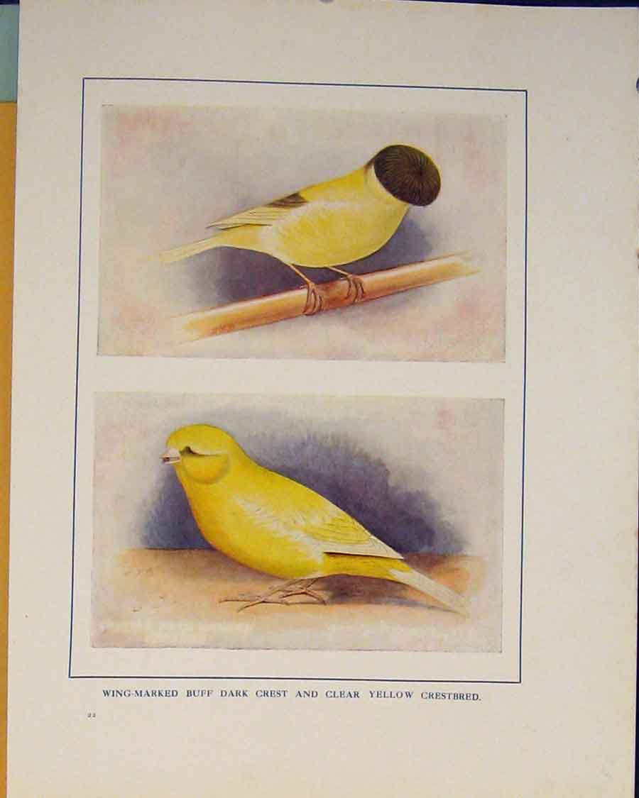 Original Old Antique Print Dark Crest Crestbred Color Bird British
