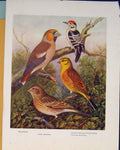 Original Old Antique Print Spotted Woodpecker Bunting Hawfinch British Birds