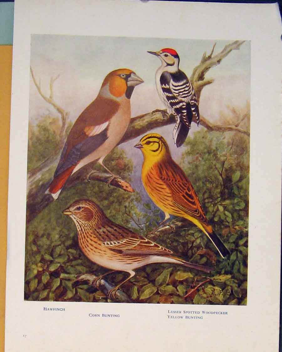 Original Old Antique Print Spotted Woodpecker Bunting Hawfinch British Birds