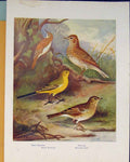 Original Old Antique Print Tree Creeper Wagtail Skylark Pipit Color