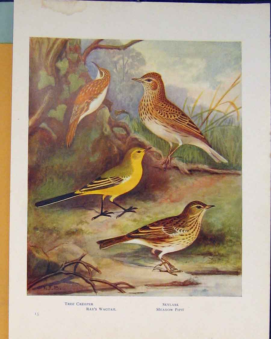 Original Old Antique Print Tree Creeper Wagtail Skylark Pipit Color