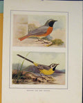 Original Old Antique Print Redstart Grey Wagtail Color British Brids