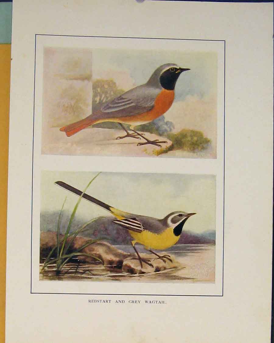 Original Old Antique Print Redstart Grey Wagtail Color British Brids