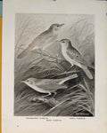 Original Old Antique Print Grasshopper Warbler Sedge Reed British Bird C1911