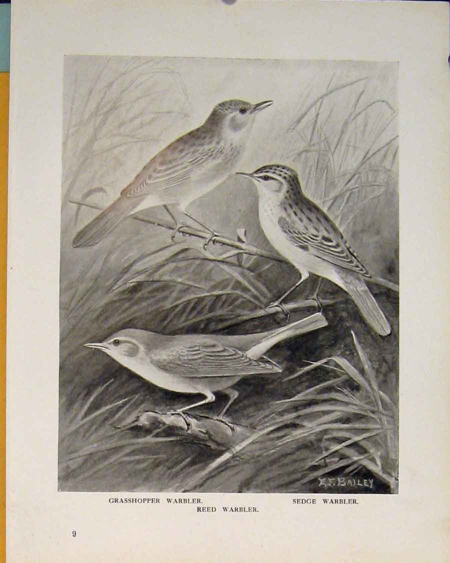 Original Old Antique Print Grasshopper Warbler Sedge Reed British Bird C1911