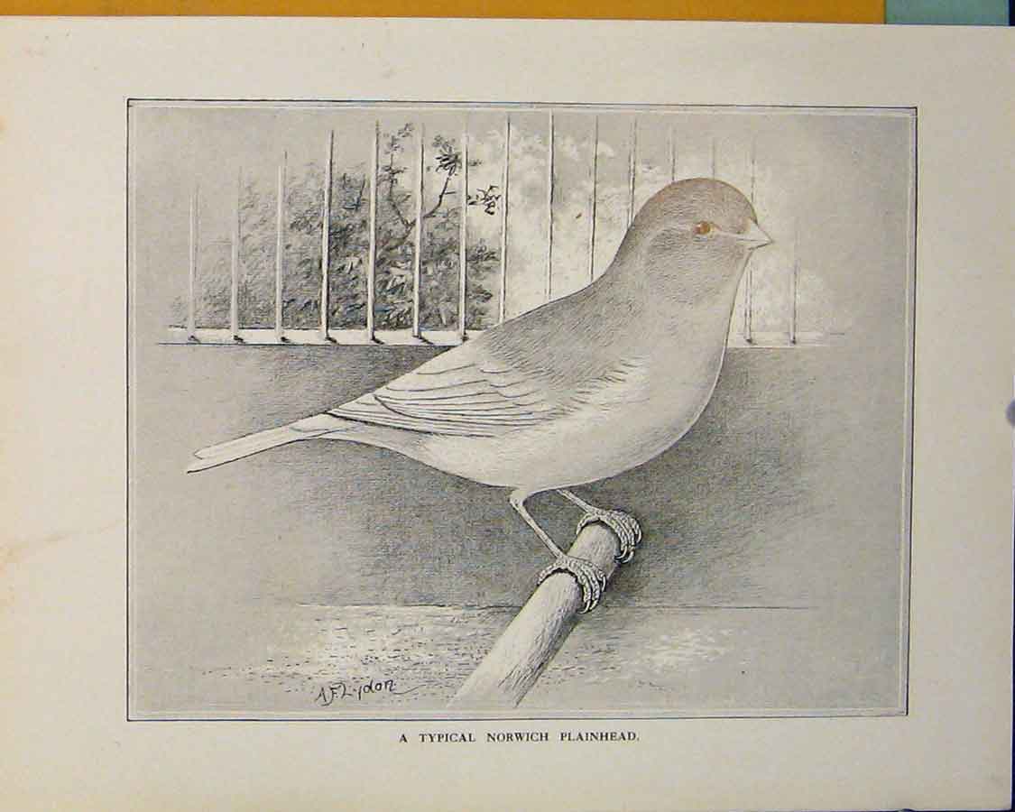 Original Old Antique Print Norwich Plainhead Bird Fine Art Mono 1911 20th