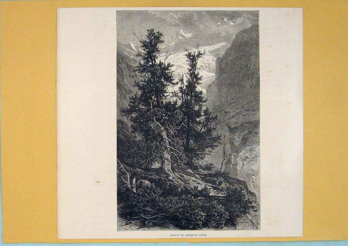 Original Old Antique Print Group Siberian Pines Tree Mountain Switzerland