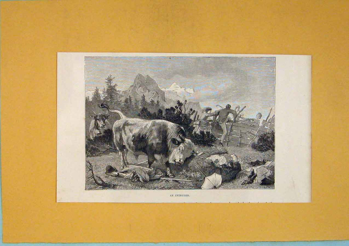Original Old Antique Print Intruder Bull Picnic Mountain Switzerland