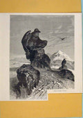 Original Old Antique Print Alpine Bearded Vulture Perched Switzerland Mountain