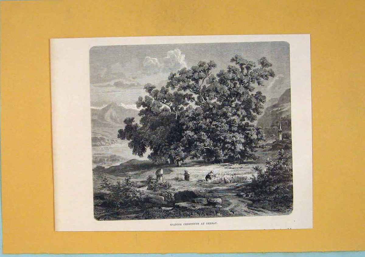Original Old Antique Print Spanish Chestnuts Gersau Switzerland 1878 Victorian