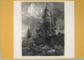 Original Old Antique Print Umbrella Firs Mountain Tree Switzerland