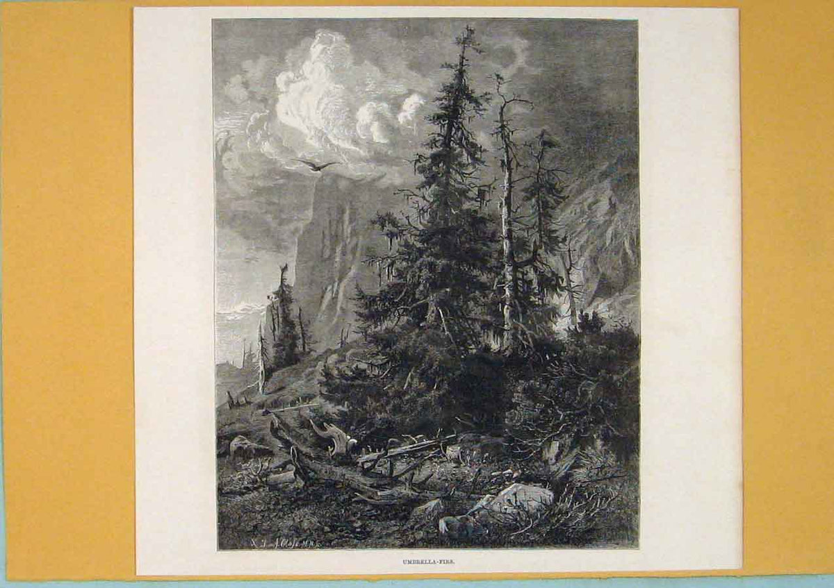 Original Old Antique Print Umbrella Firs Mountain Tree Switzerland