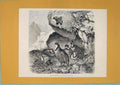 Original Old Antique Print Switzerland Greek Partridges Alpine Wall Creeper