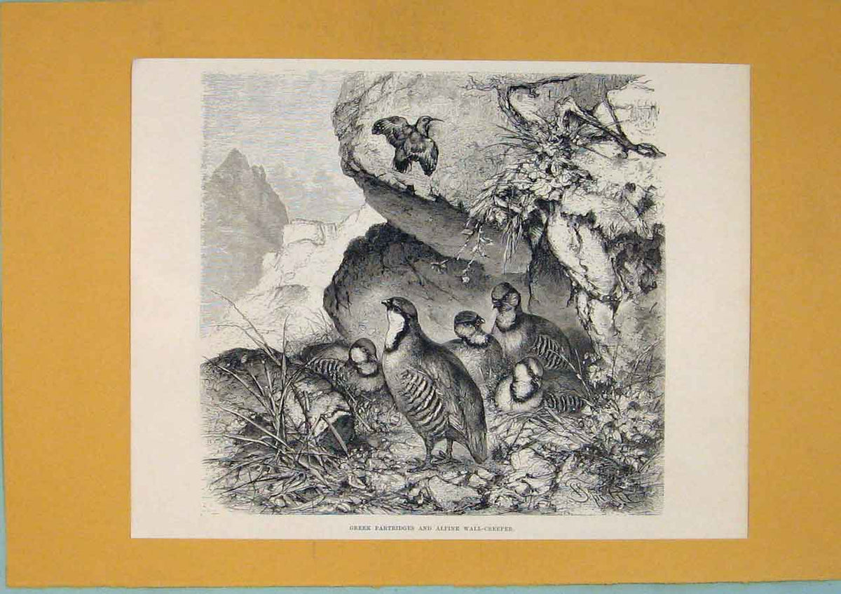 Original Old Antique Print Switzerland Greek Partridges Alpine Wall Creeper