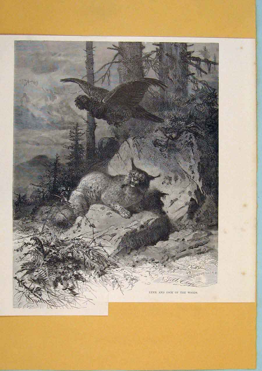 Original Old Antique Print Lynx Coack Woods Animals Switzerland