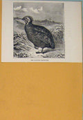 Original Old Antique Print Painted Partridge Partridges Bird Birds Fowl