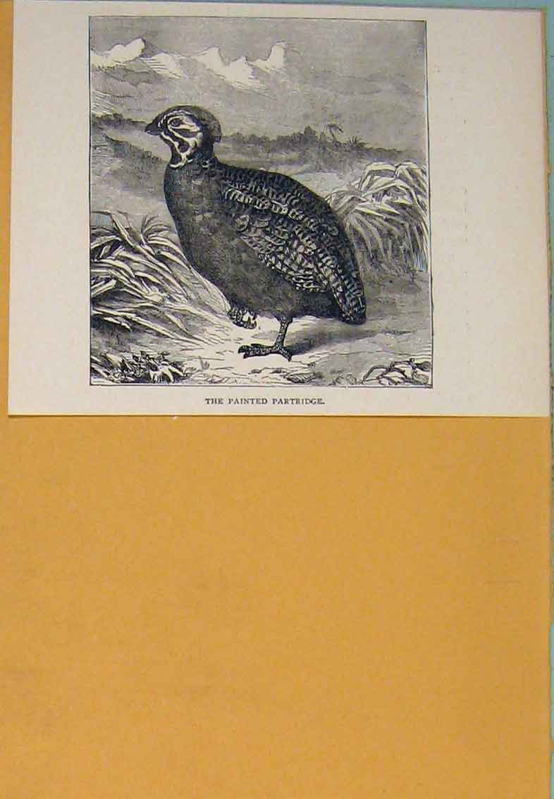 Original Old Antique Print Painted Partridge Partridges Bird Birds Fowl