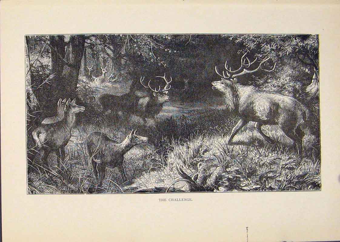 Original Old Antique Print Buck Challenge Bucks Forrest Fine Art