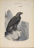 Original Old Antique Print Gen Eagle Bird Eagles Birds Art