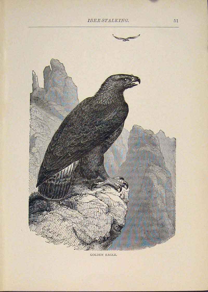 Original Old Antique Print Gen Eagle Bird Eagles Birds Art
