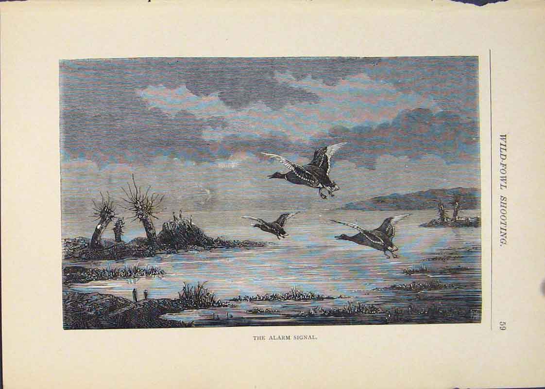 Original Old Antique Print Wild Fowl Bird Fowls Shooting Hunting Hunt Birds