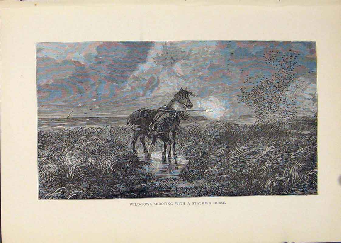 Original Old Antique Print Wild Fowl Horse Fowls Bird Birds Hunt Hunting