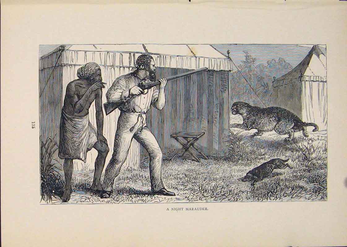 Original Old Antique Print Marauder Tiger Tigers Cat Cats Hunt Hunter