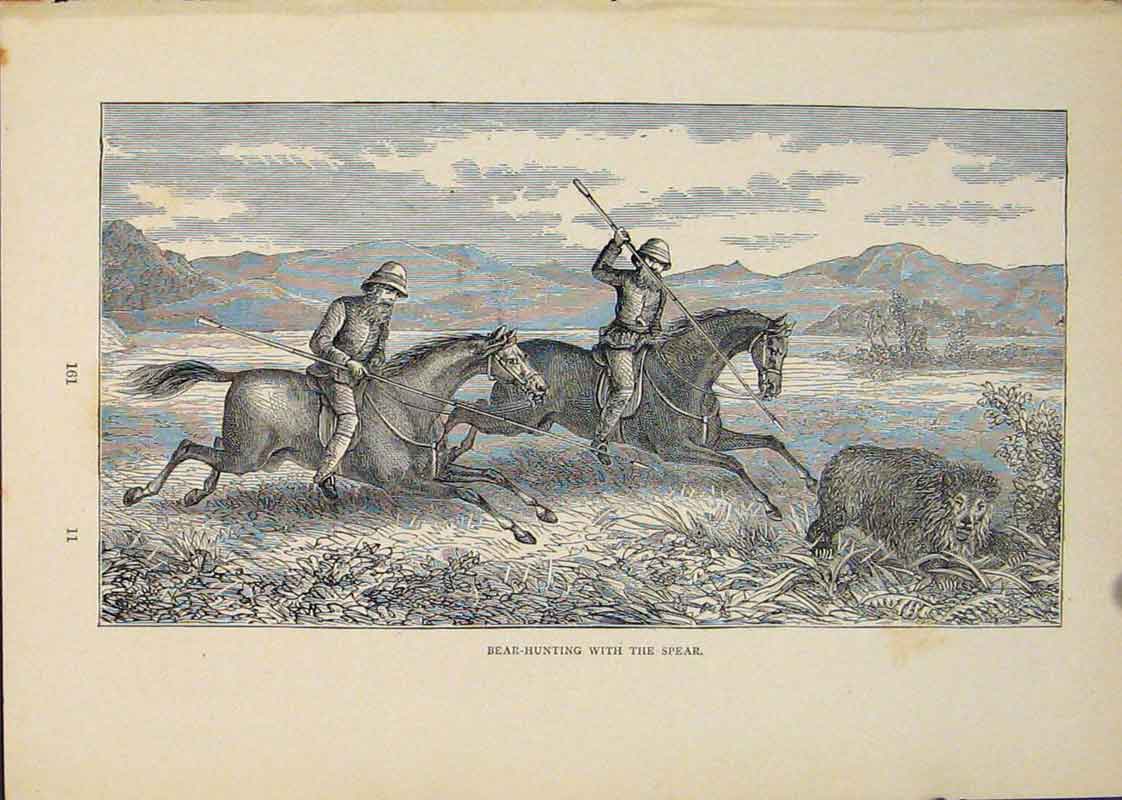 Original Old Antique Print Bear Hunt Hunting Bears Horse Horses Art