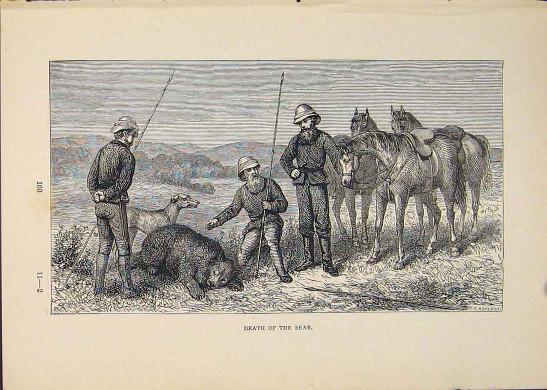 Original Old Antique Print Bear Bears Horse Horses Hunt Hunted Hunting