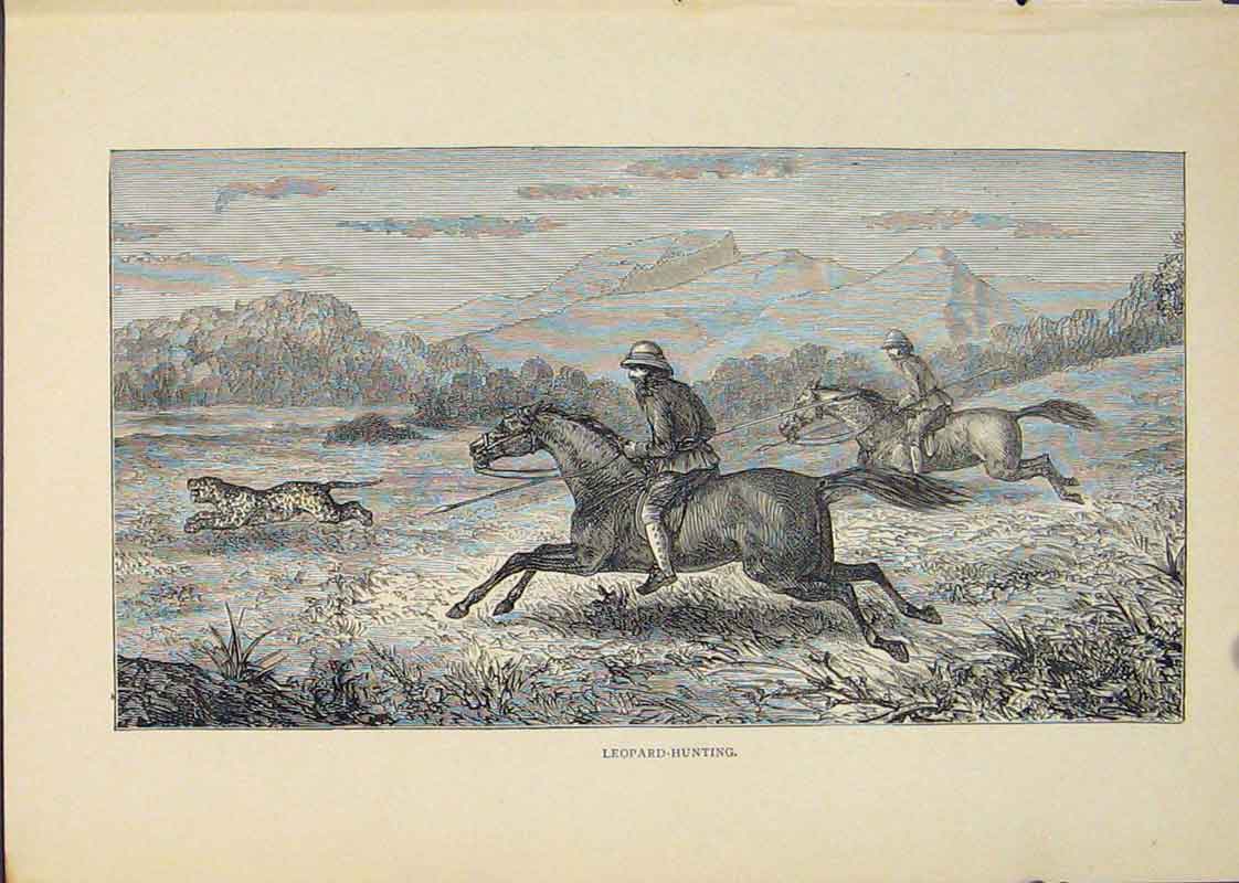 Original Old Antique Print Leopard Leopards Horse Horses Hunting Hunt Hunter