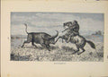 Original Old Antique Print Buffalo Hunt Hunting Hunter Bull Cow