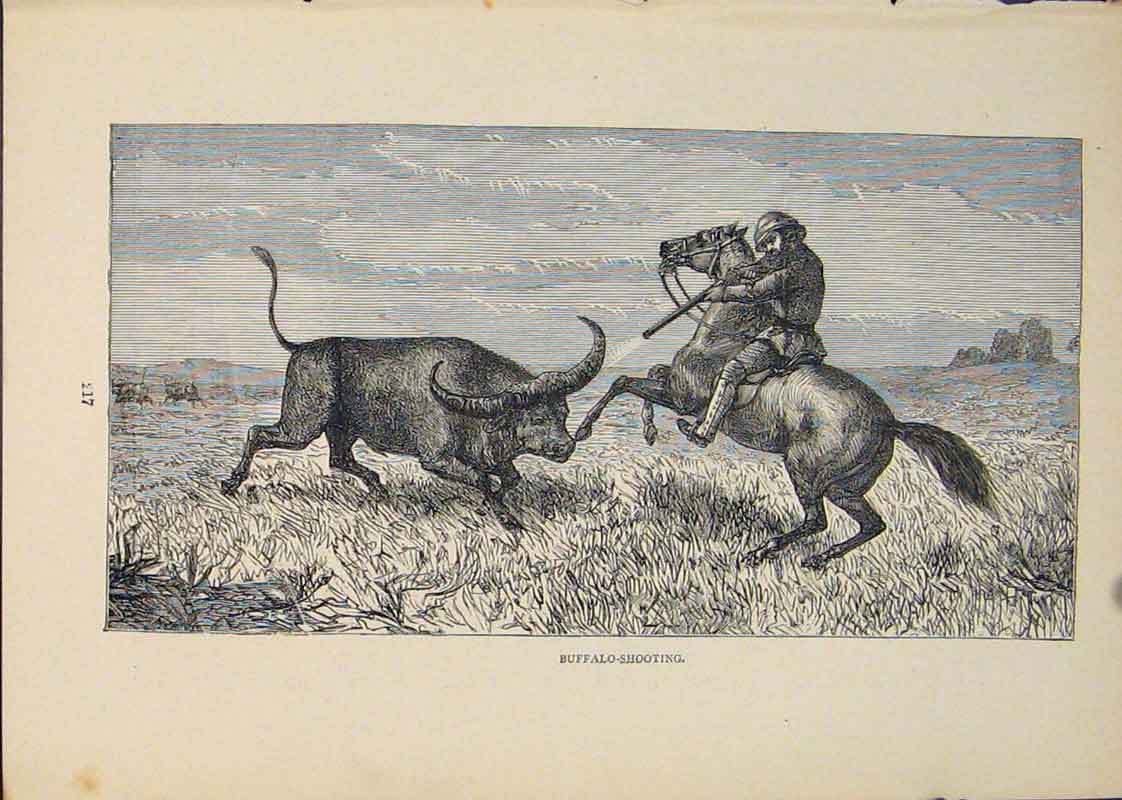 Original Old Antique Print Buffalo Hunt Hunting Hunter Bull Cow