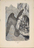 Original Old Antique Print Lammergifr Eagle Ealgles Fine Art