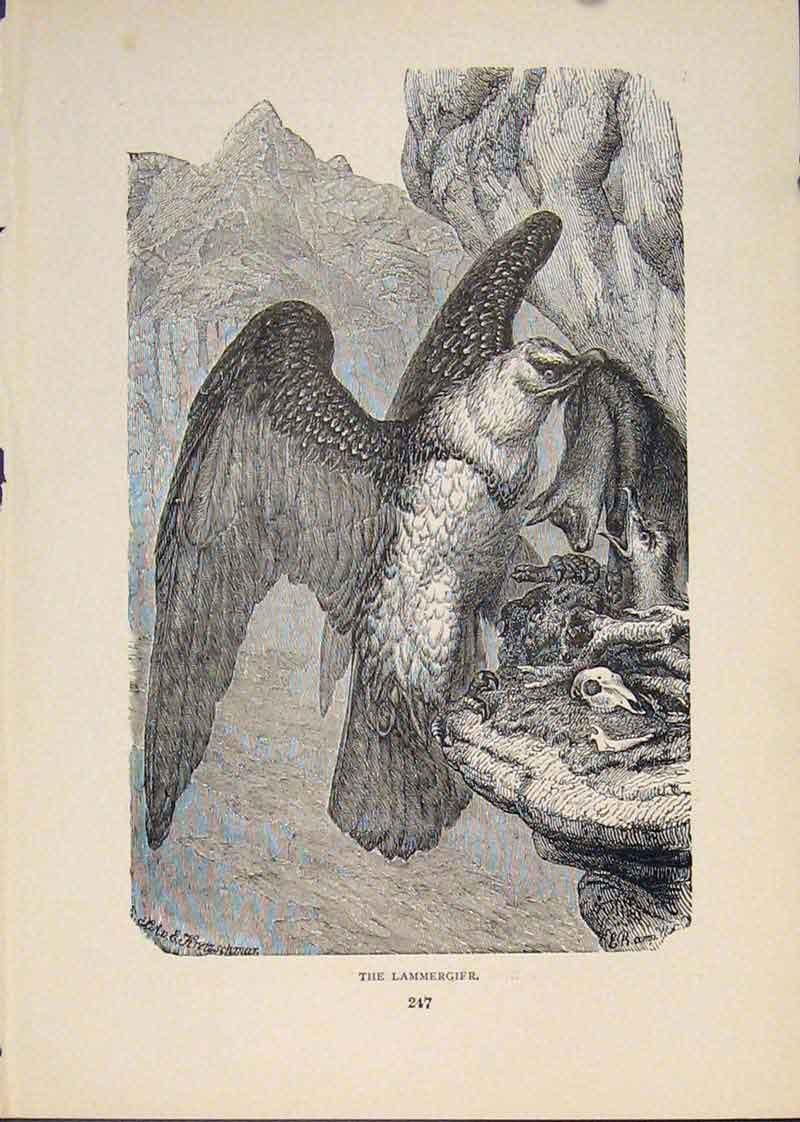 Original Old Antique Print Lammergifr Eagle Ealgles Fine Art