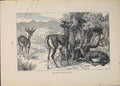 Old Antique Print Muck Deer Deers Dog Markhor Ibex Buck Bucks Animal Art